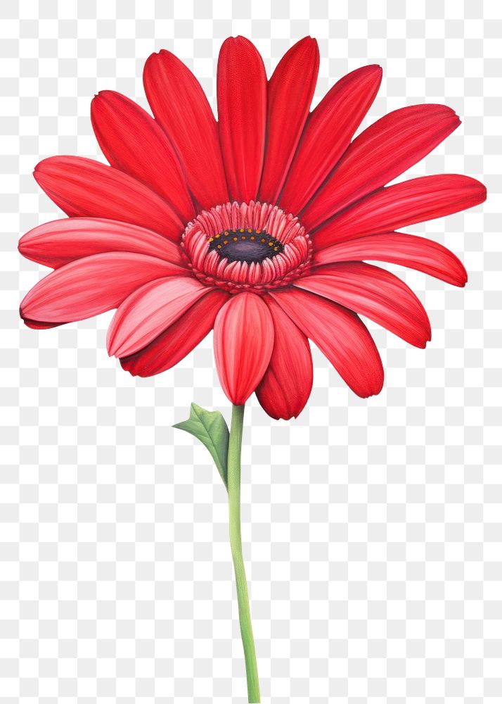 PNG  Red flower petal daisy plant. AI generated Image by rawpixel.