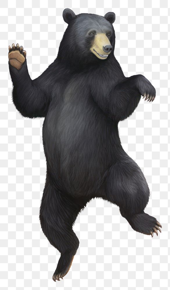 PNG Black bear dancing wildlife mammal animal. AI generated Image by rawpixel.