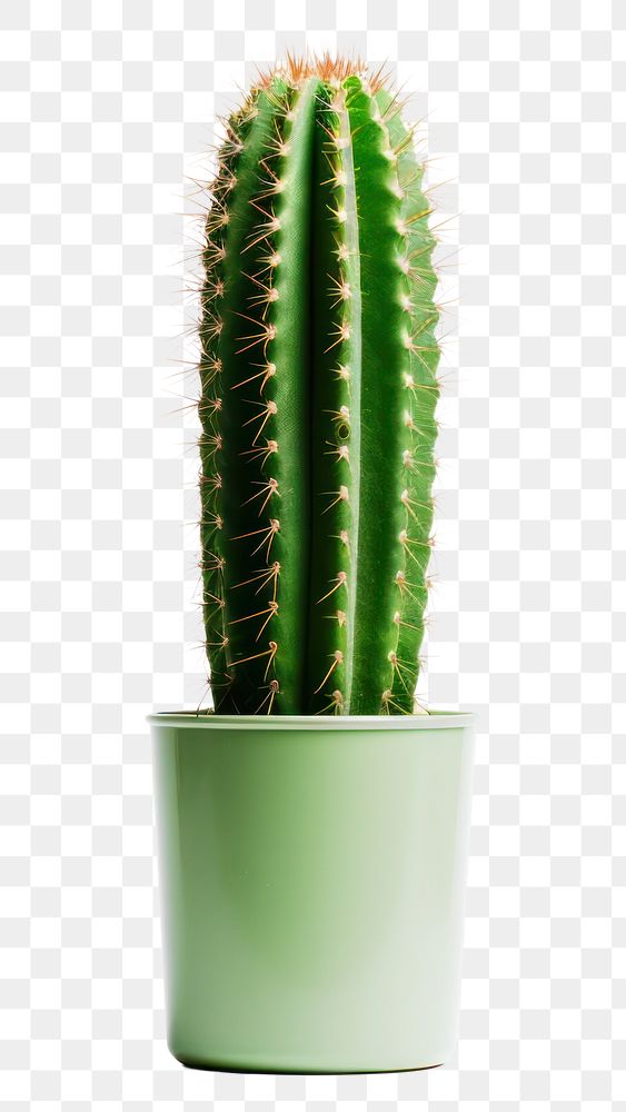 PNG Cactus plant white background houseplant. AI generated Image by rawpixel.