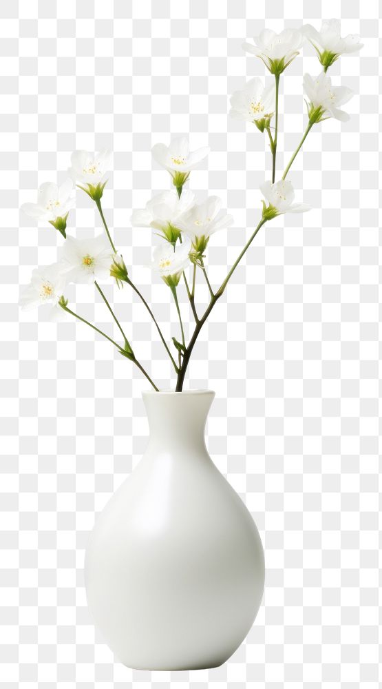 PNG Flower vase plant white decoration