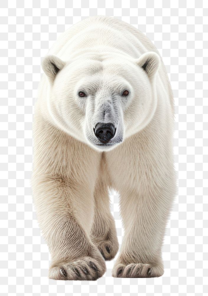 PNG Polar bear wildlife mammal animal