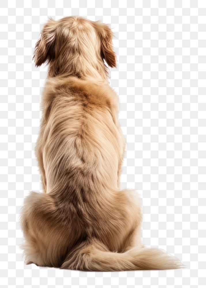 PNG  Dog back mammal animal pet. AI generated Image by rawpixel.