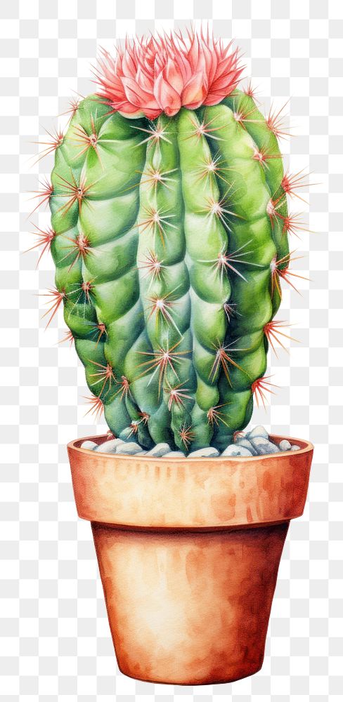 PNG potted cactus plants, transparent background. AI generated Image by rawpixel