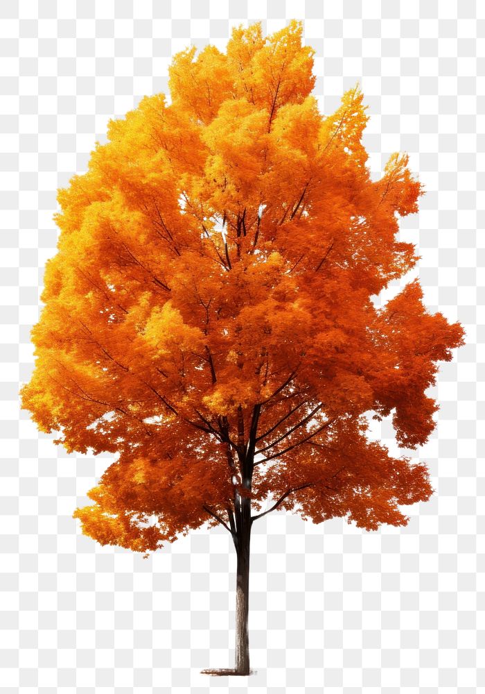 PNG Tree autumn plant maple. AI generated Image by rawpixel.