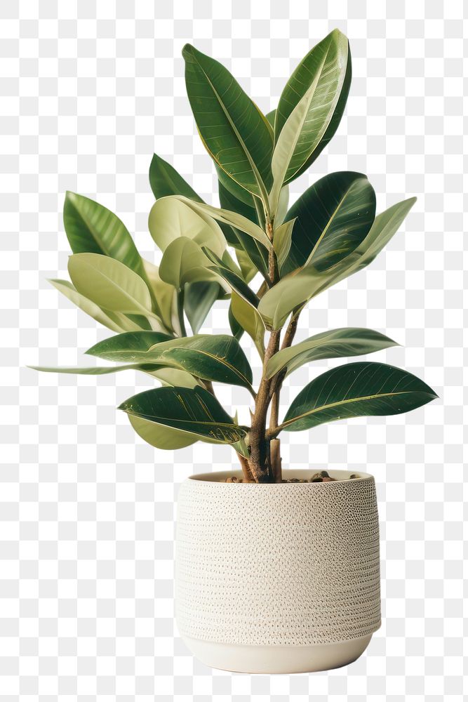 PNG Houseplant houseplant leaf vase. | Free PNG - rawpixel