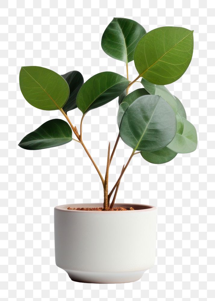 PNG Houseplant houseplant bonsai leaf. AI generated Image by rawpixel.