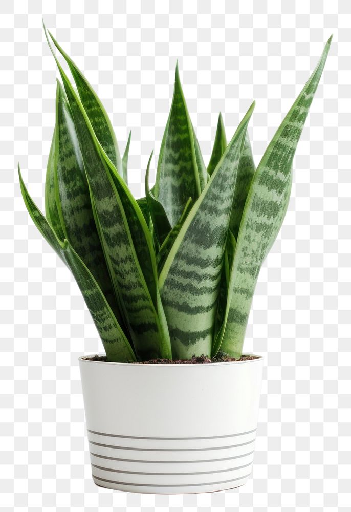 PNG Snake Plant plant houseplant leaf. AI generated Image by rawpixel.