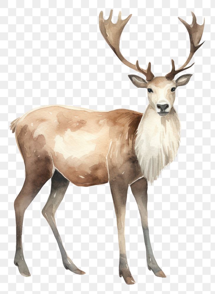 PNG Wildlife animal mammal deer. AI generated Image by rawpixel.