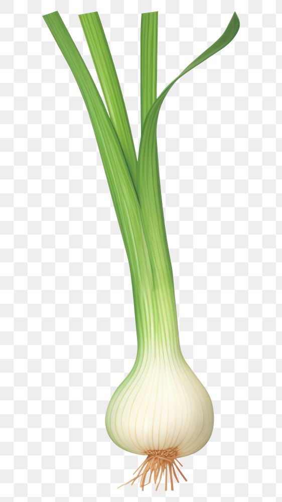 PNG Green onion vegetable plant leek. 