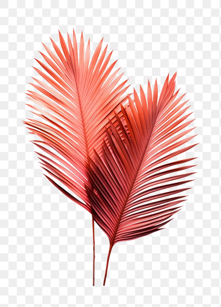 PNG Singel Palm leaves plant leaf pink