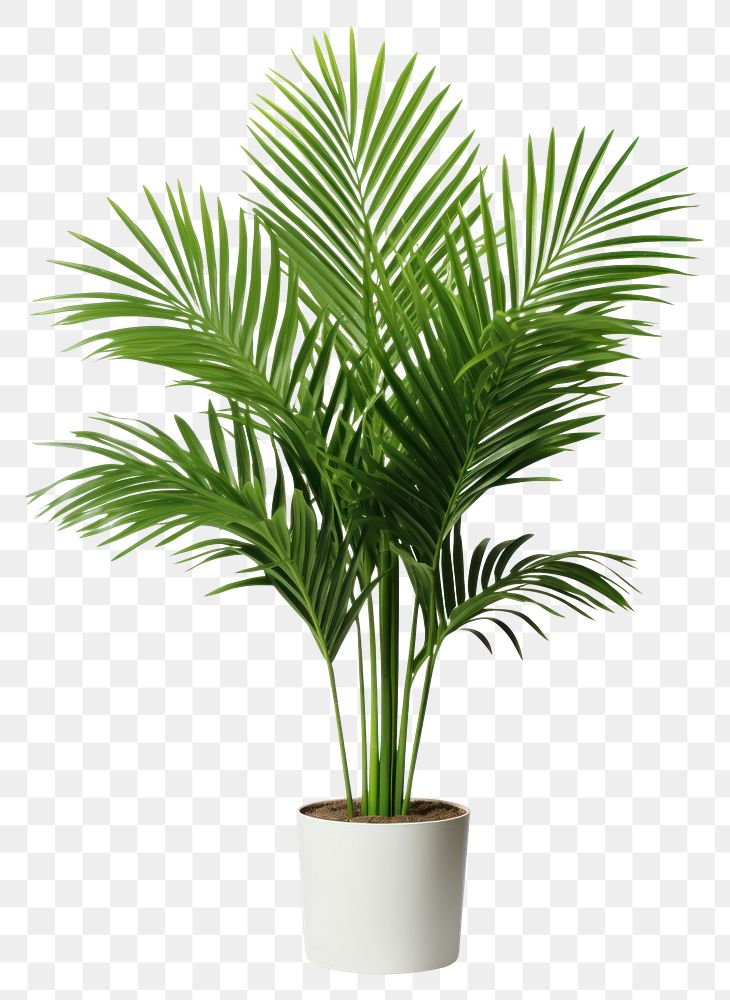 PNG Areca palm plant leaf tree. AI generated Image by rawpixel.