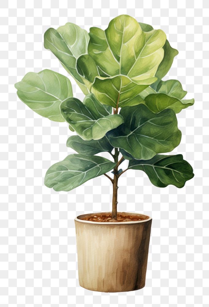 PNG Fiddle-leaf fig plant bonsai tree. AI generated Image by rawpixel.