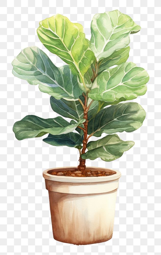 PNG Fiddle-leaf fig plant bonsai tree. 