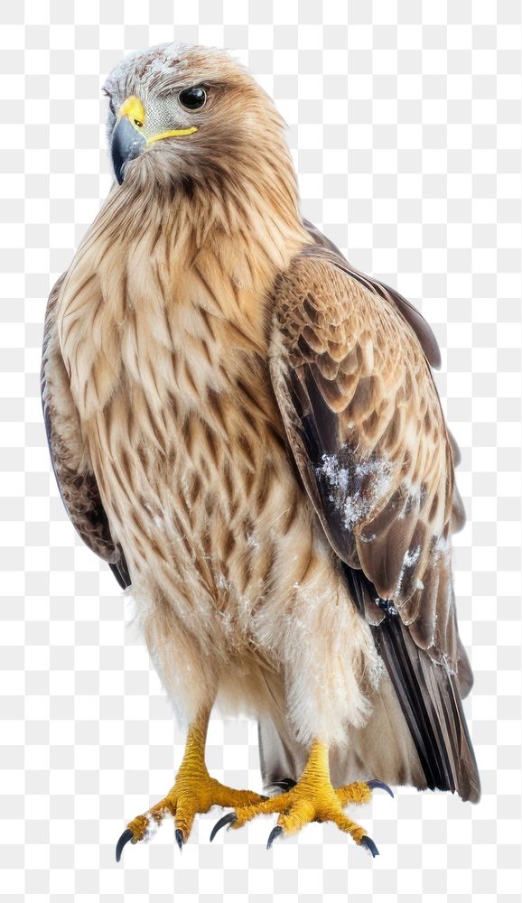 PNG Eagle buzzard animal beak. AI generated Image by rawpixel.