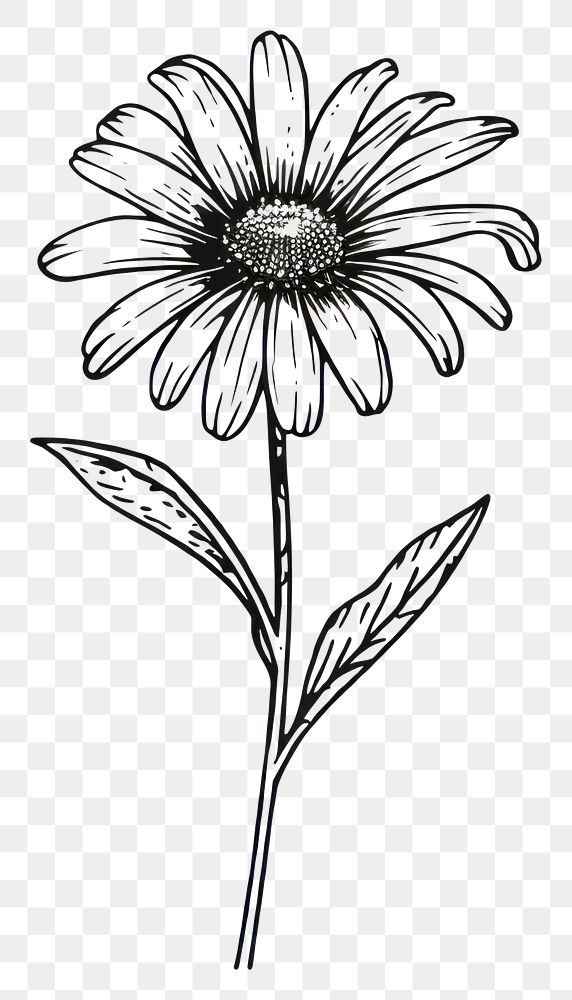 PNG Botanical daisy drawing flower sketch. AI generated Image by rawpixel.