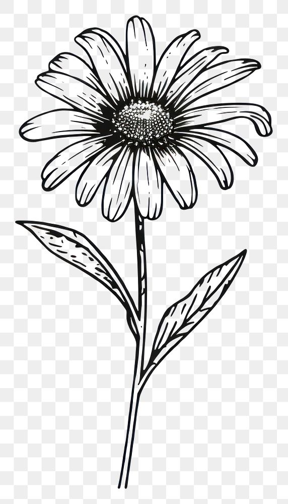 PNG Botanical daisy drawing flower | Premium PNG - rawpixel