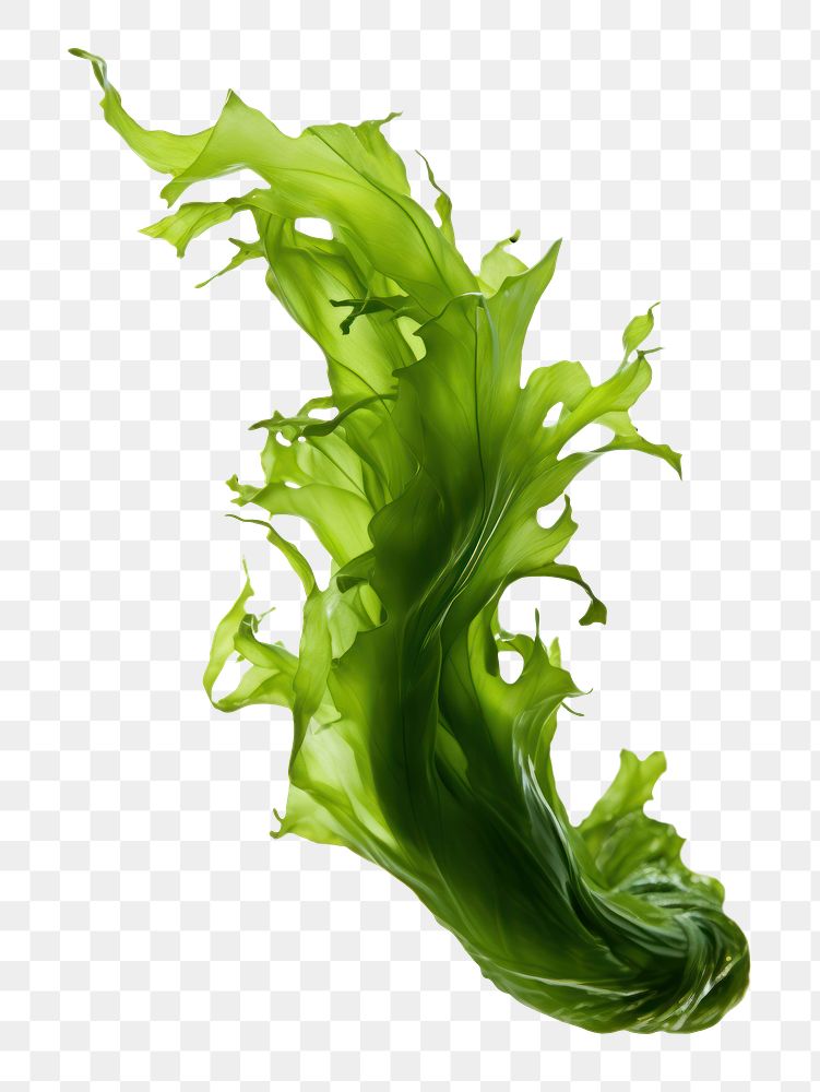PNG Swaying kelp seaweed green white background splattered. AI generated Image by rawpixel.