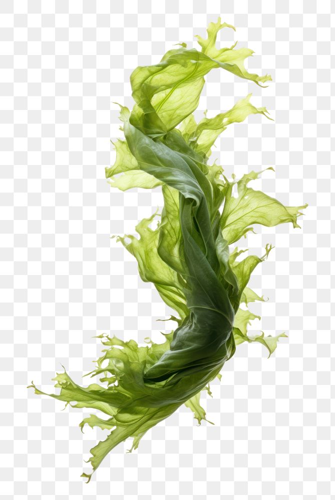 PNG Swaying kelp seaweed plant leaf white background. AI generated Image by rawpixel.