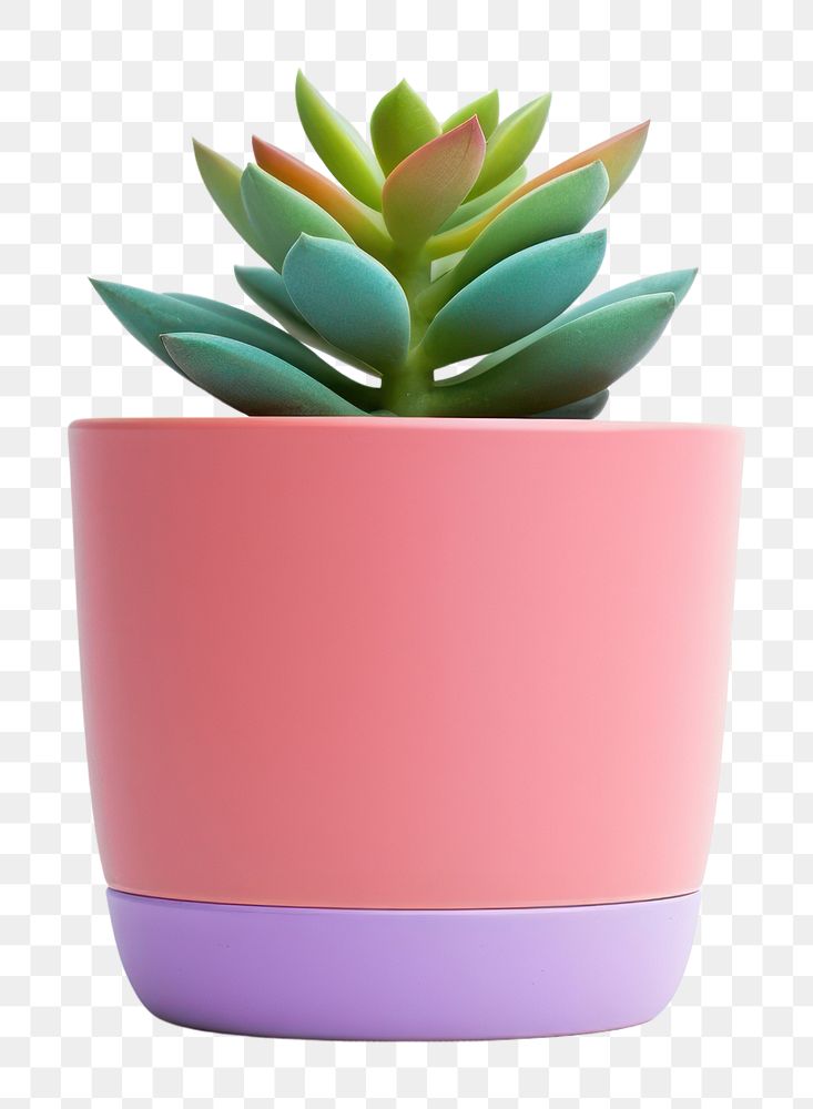 PNG Plant pot leaf vase white background. AI generated Image by rawpixel.