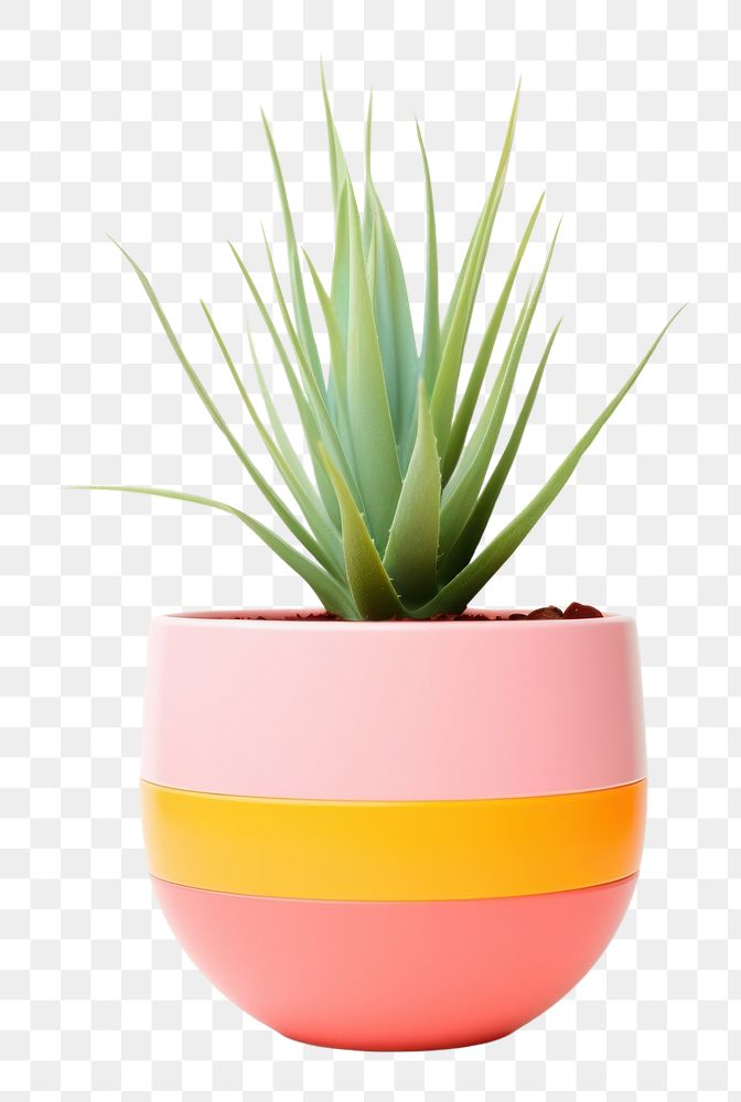 PNG Plant pot vase white background bromeliaceae. AI generated Image by rawpixel.