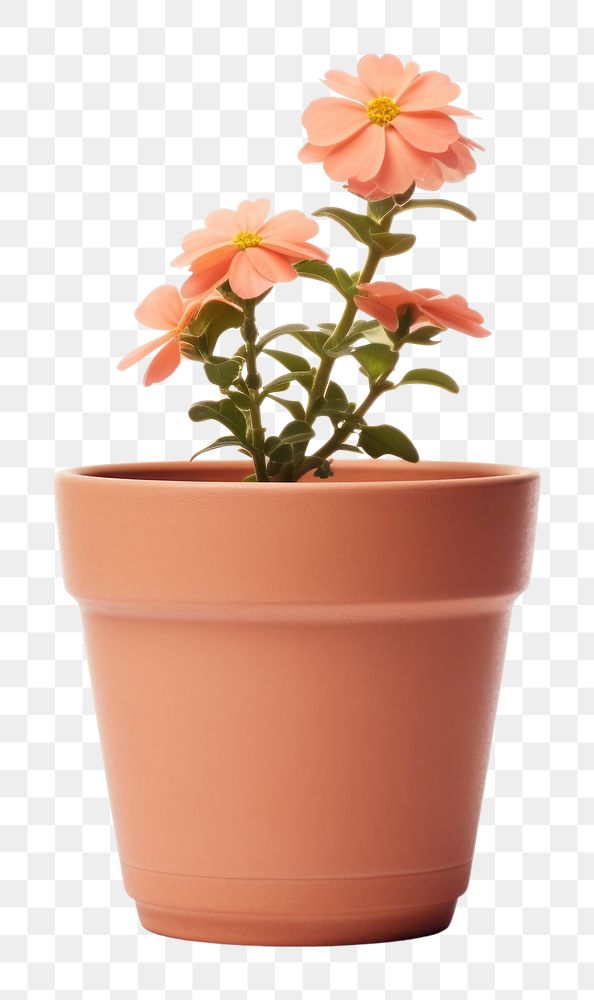 PNG Flower pot plant white background inflorescence. AI generated Image by rawpixel.