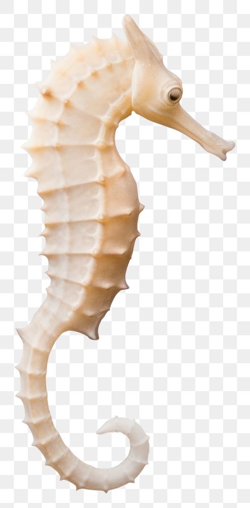 PNG A sea horse seahorse animal white background. AI generated Image by rawpixel.