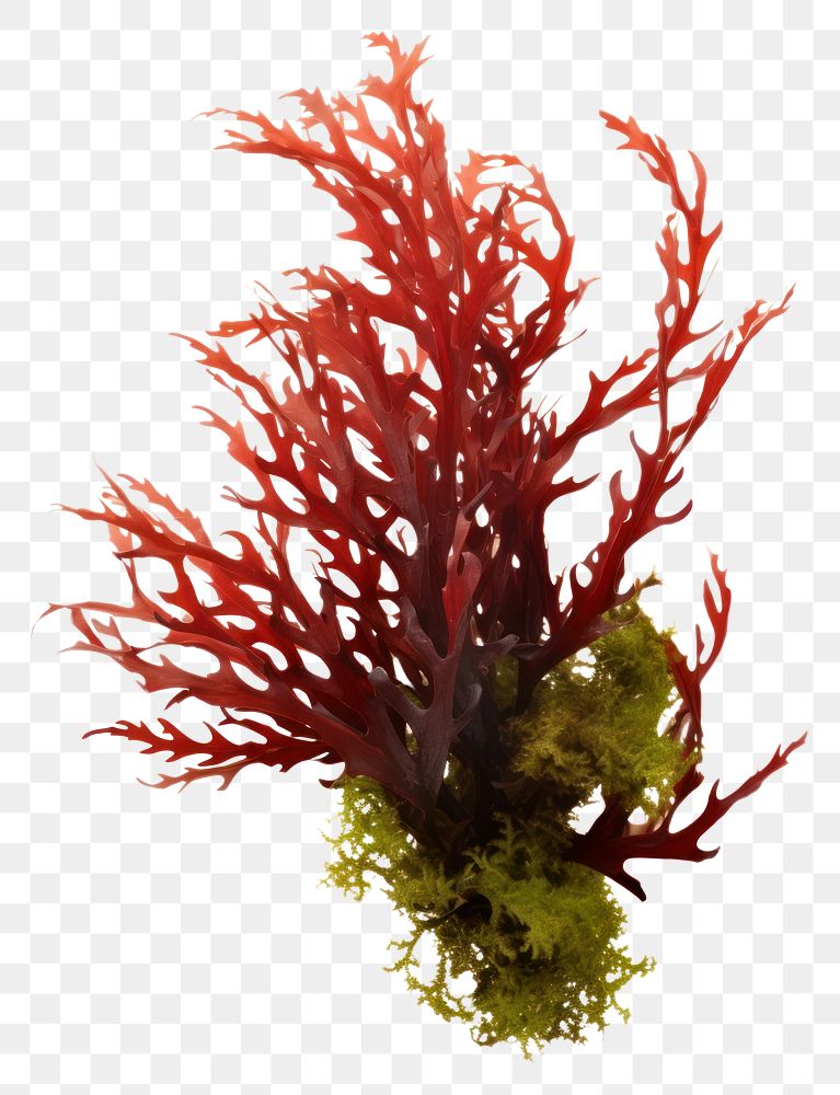 PNG Ocean seaweed bush white background underwater chandelier. AI generated Image by rawpixel.