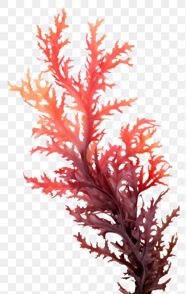 PNG Ocean seaweed bush white background undersea nature. AI generated Image by rawpixel.