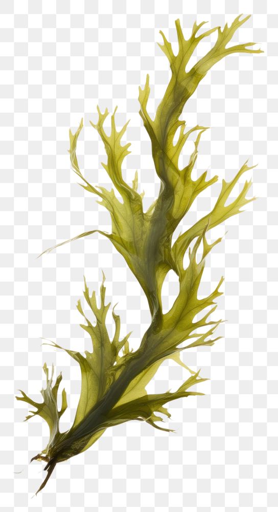 PNG Ocean seaweed plant white background drawing