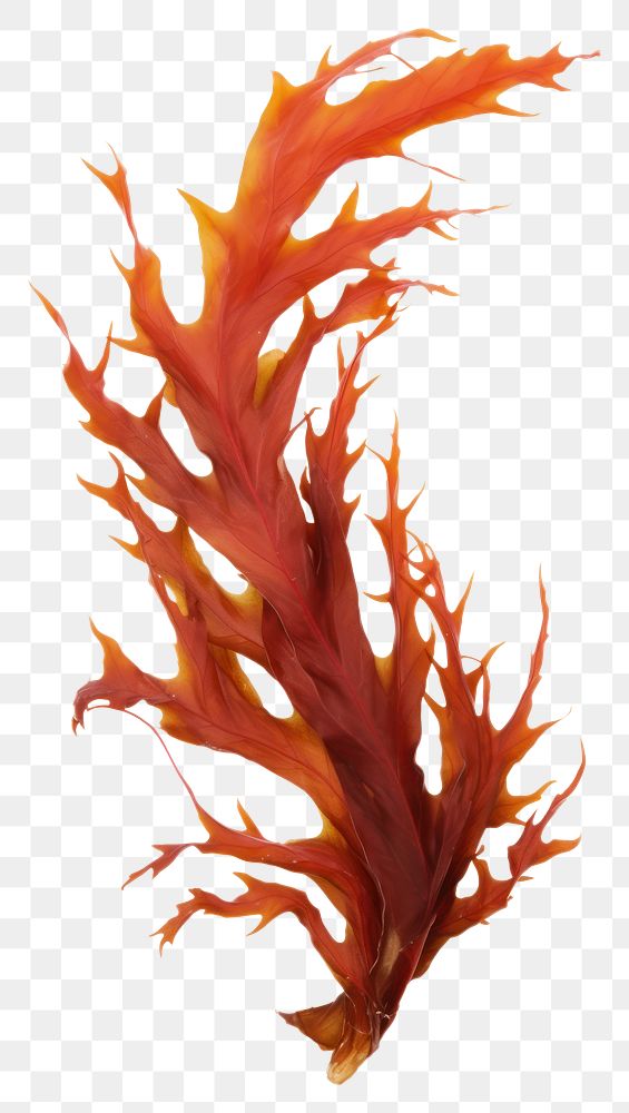 PNG Ocean seaweed white background undersea bonfire. AI generated Image by rawpixel.