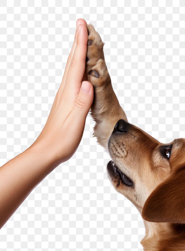 PNG high five dog and human transparent background