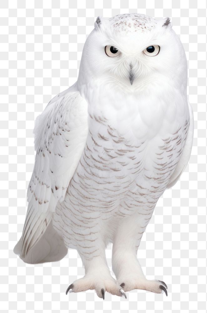 PNG Polar owl animal white bird. AI generated Image by rawpixel.