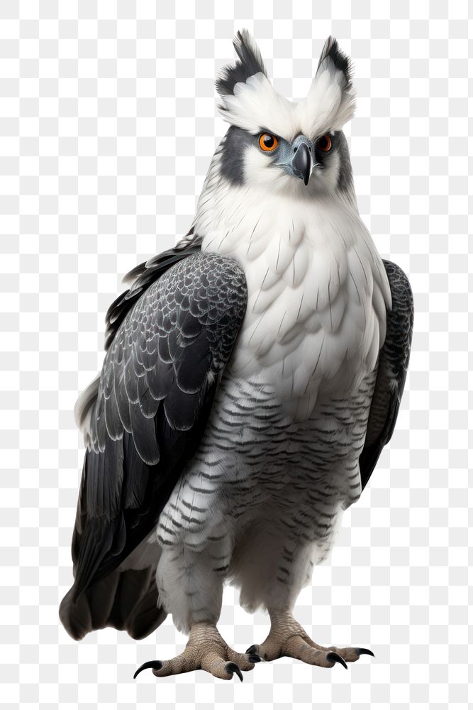 PNG Harpy eagle animal bird beak. AI generated Image by rawpixel.