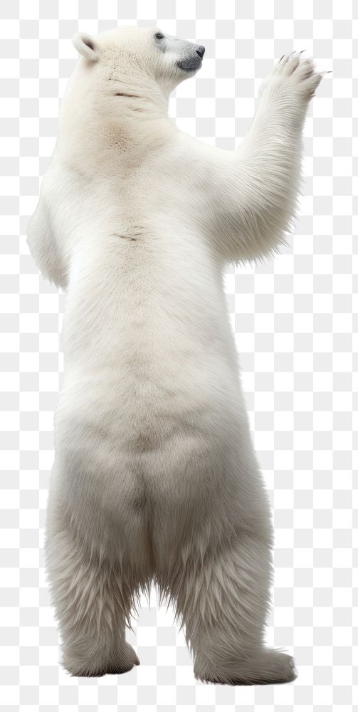 PNG Polar bear standing wildlife mammal animal. AI generated Image by rawpixel.