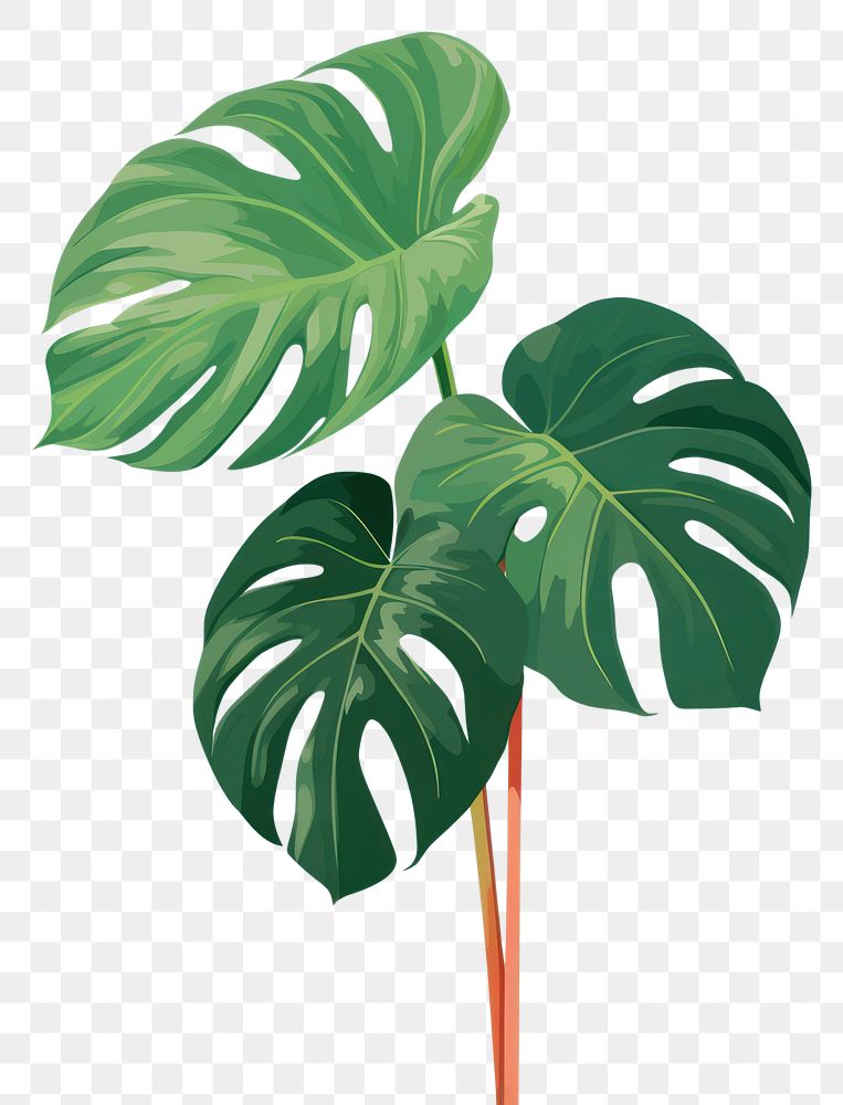 PNG Philodendron plant green leaf. AI generated Image by rawpixel.