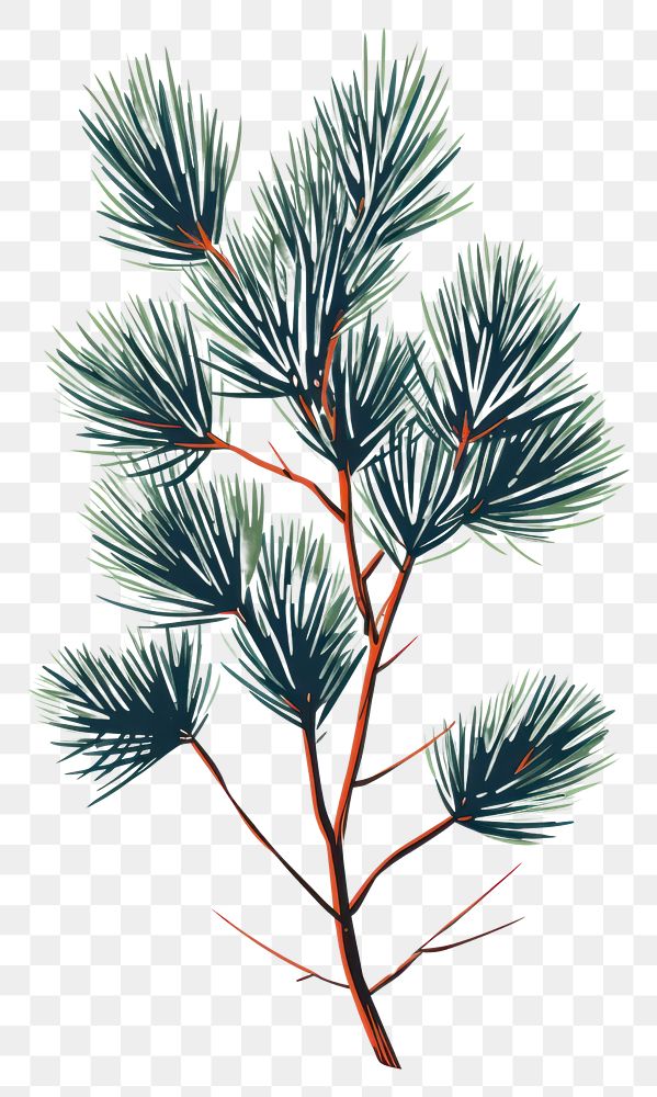 PNG Pine branch sketch plant tree