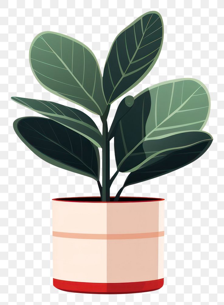 PNG Rubber Plant plant leaf houseplant. 