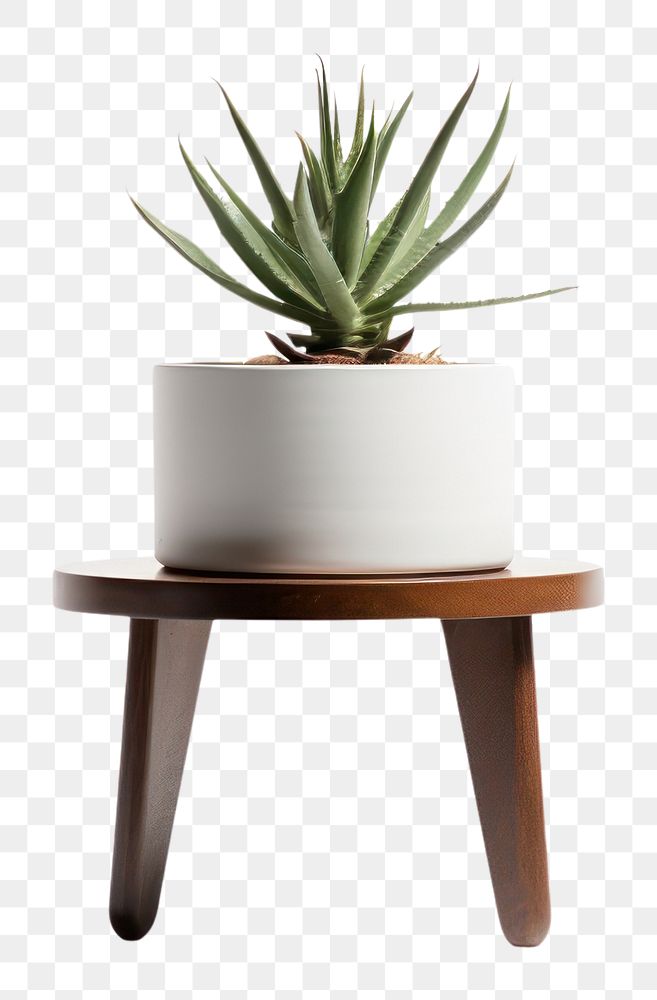 PNG  Table plant vase . AI generated Image by rawpixel.
