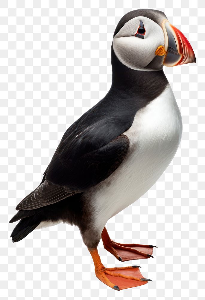 PNG Puffin animal nature bird. AI generated Image by rawpixel.