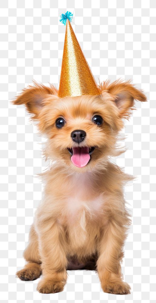 PNG Dog celebrating birthday mammal animal. AI generated Image by rawpixel.