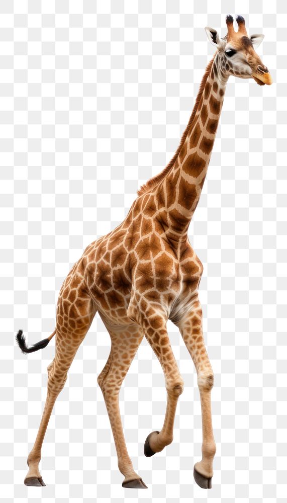 PNG Giraffe running wildlife animal mammal. AI generated Image by rawpixel.