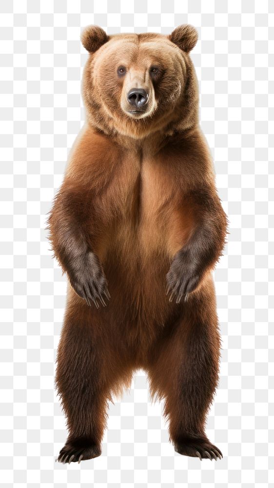 PNG  Wildlife mammal animal bear. AI generated Image by rawpixel.