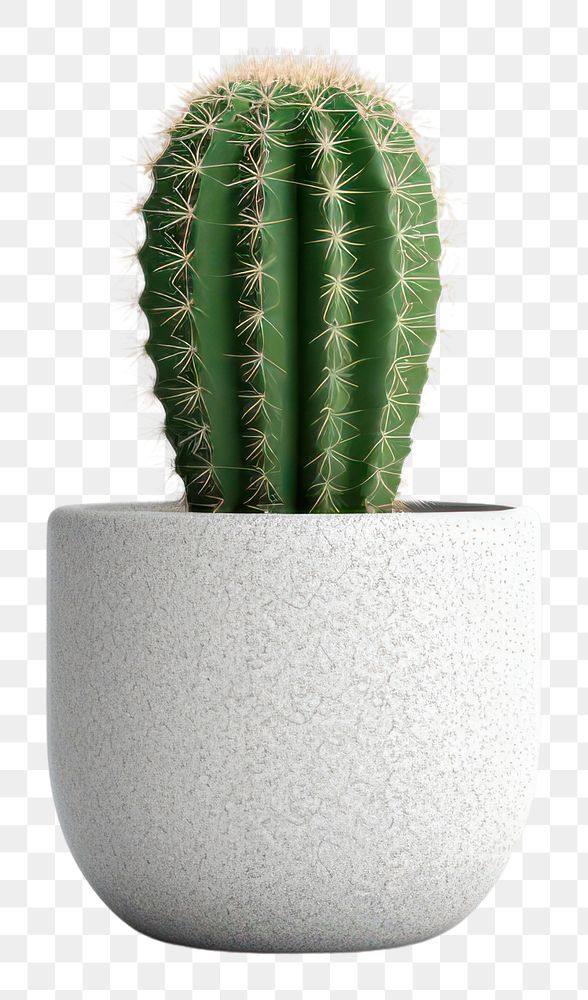 PNG Cactus plant houseplant flowerpot. AI generated Image by rawpixel.