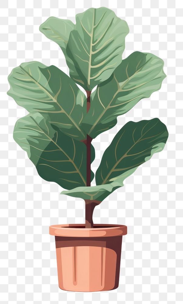 PNG Fiddle leaf fig plant tree houseplant. 