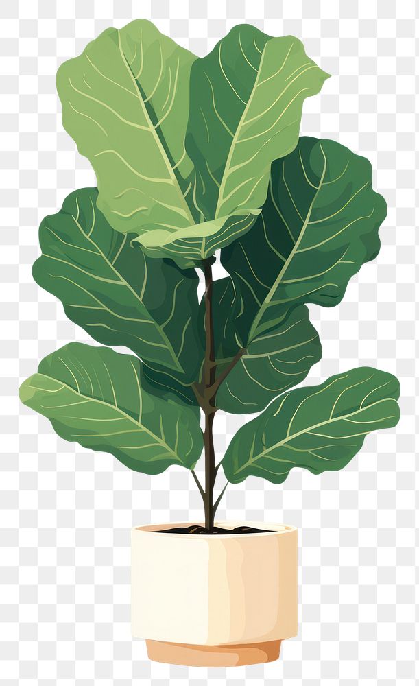 PNG Fiddle leaf fig plant houseplant freshness. AI generated Image by rawpixel.