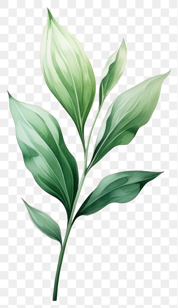 PNG Botanical leaf plant herbs white background. AI generated Image by rawpixel.