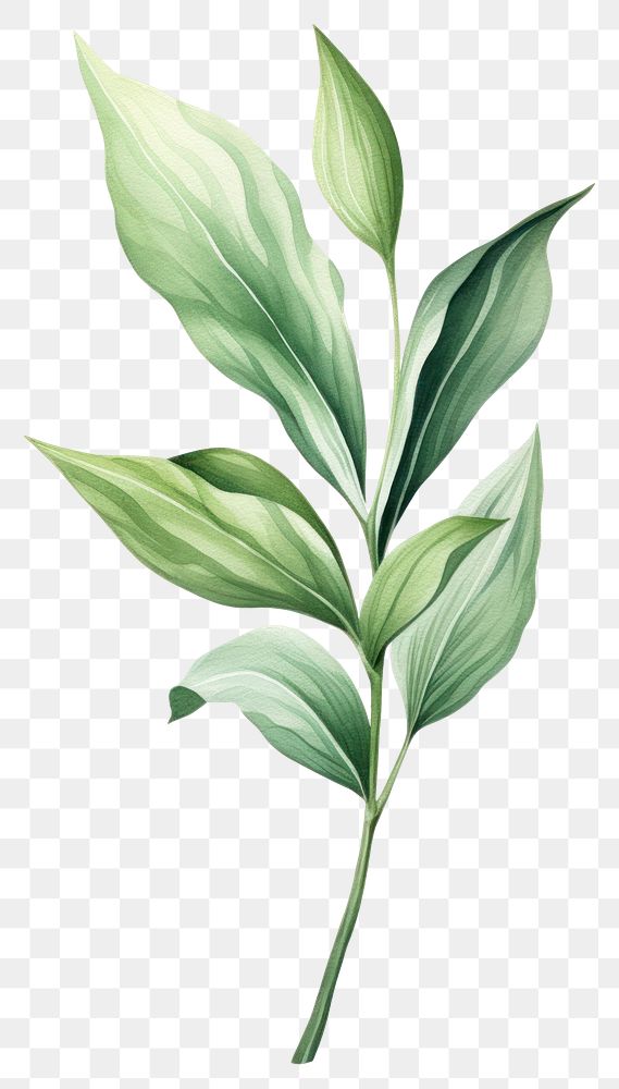 PNG Botanical leaf plant herbs white background