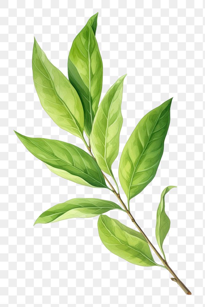 PNG Green tea leaf plant herbs tree