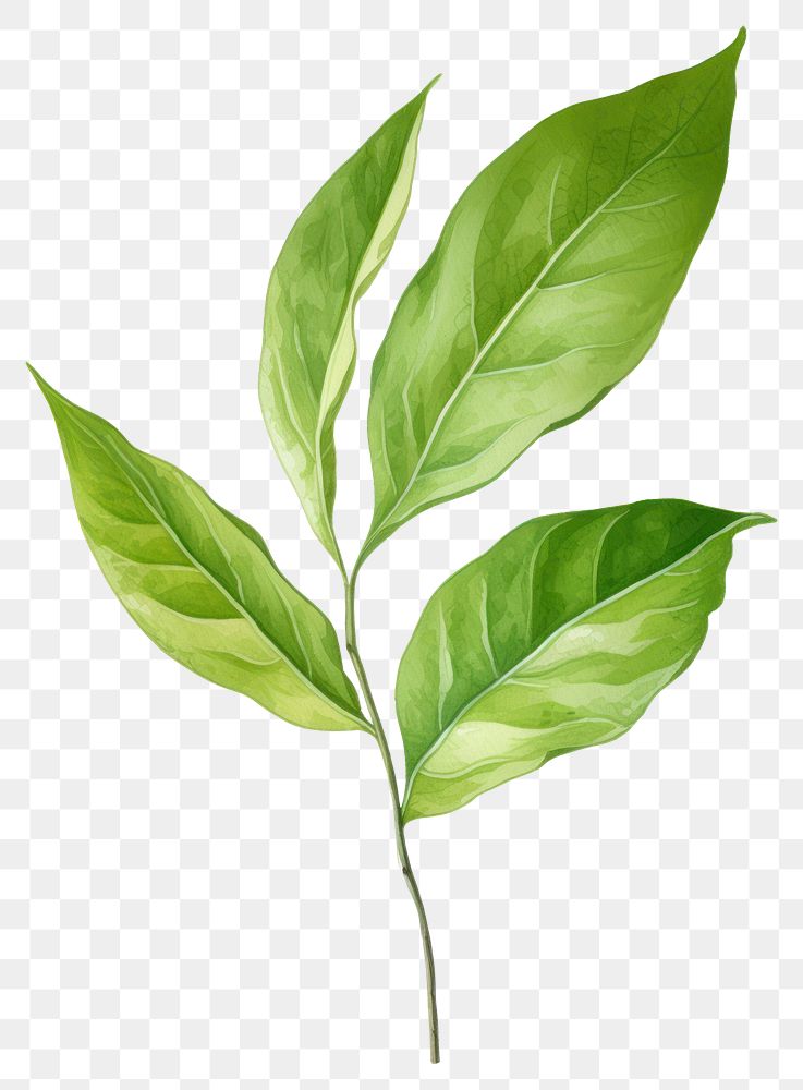 PNG Green tea leaf plant herbs tree