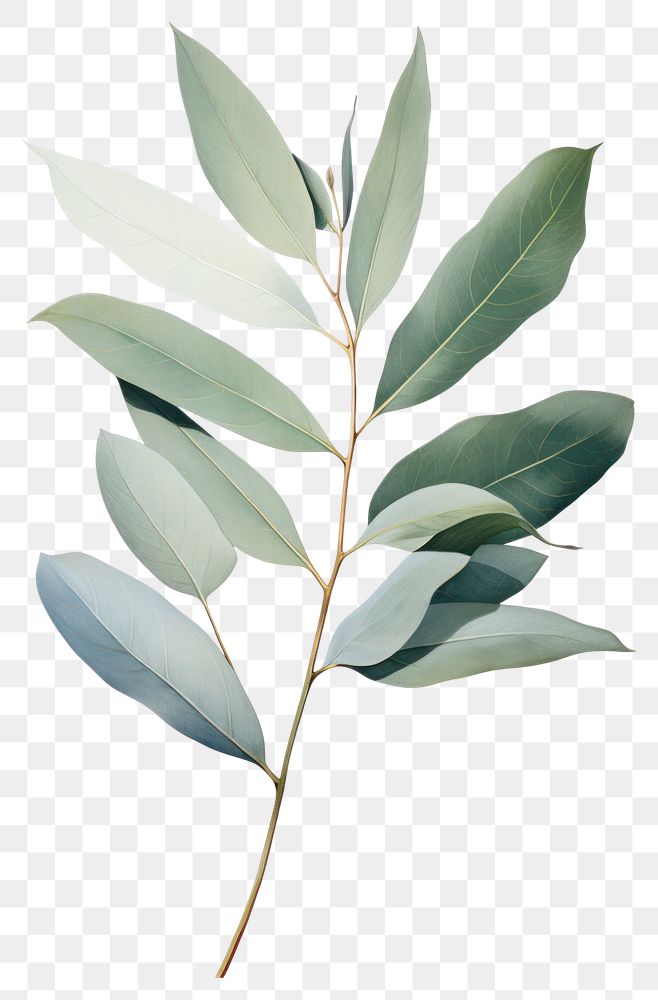 PNG Eucalyptus leaf plant herbs tree. AI generated Image by rawpixel.